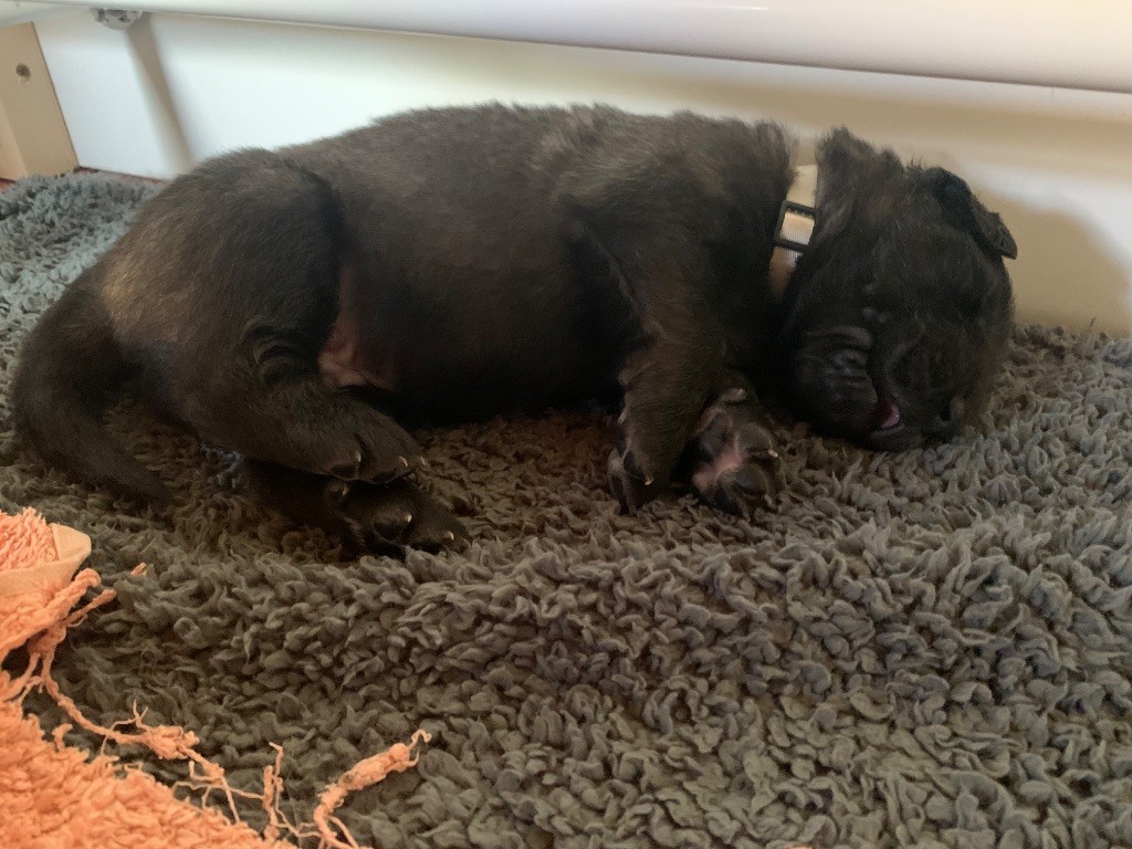 De La Hurle Au Vent - Chiots disponibles - Leonberger