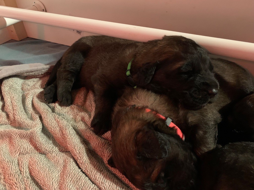 De La Hurle Au Vent - Chiots disponibles - Leonberger