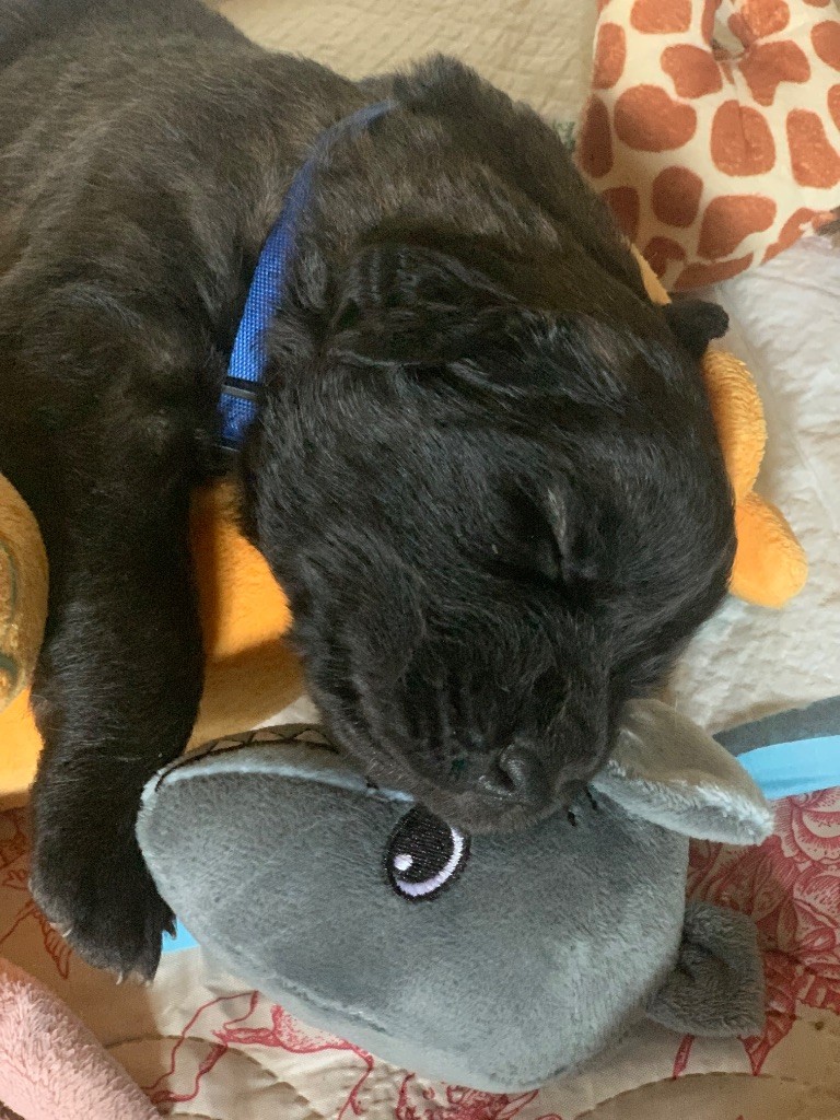 De La Hurle Au Vent - Chiots disponibles - Leonberger