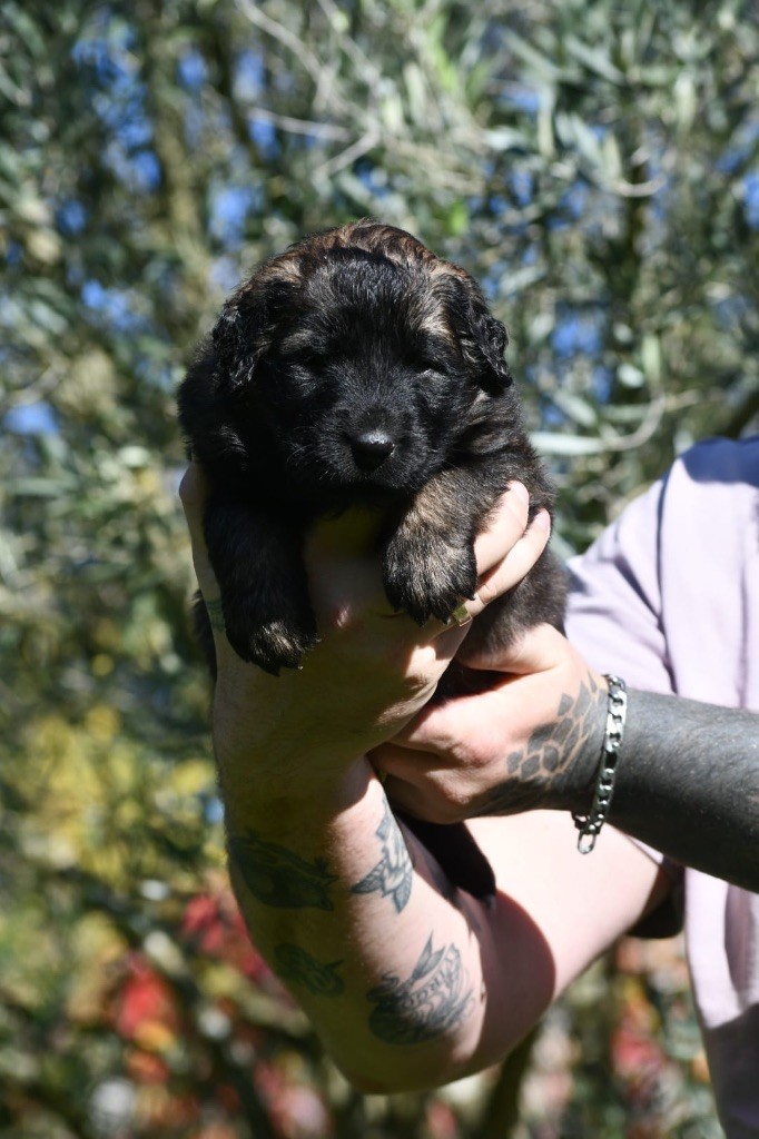 De La Hurle Au Vent - Chiots disponibles - Leonberger
