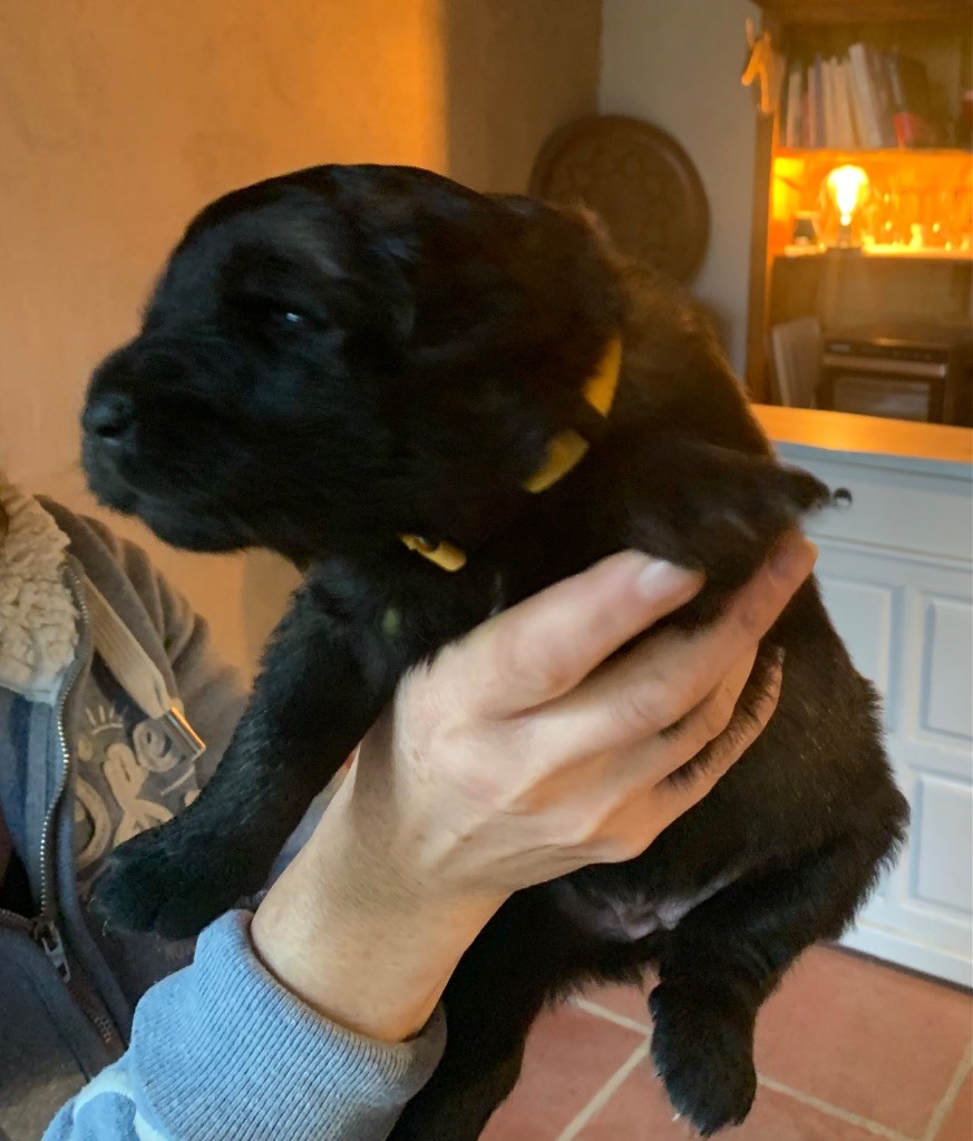 De La Hurle Au Vent - Chiots disponibles - Leonberger