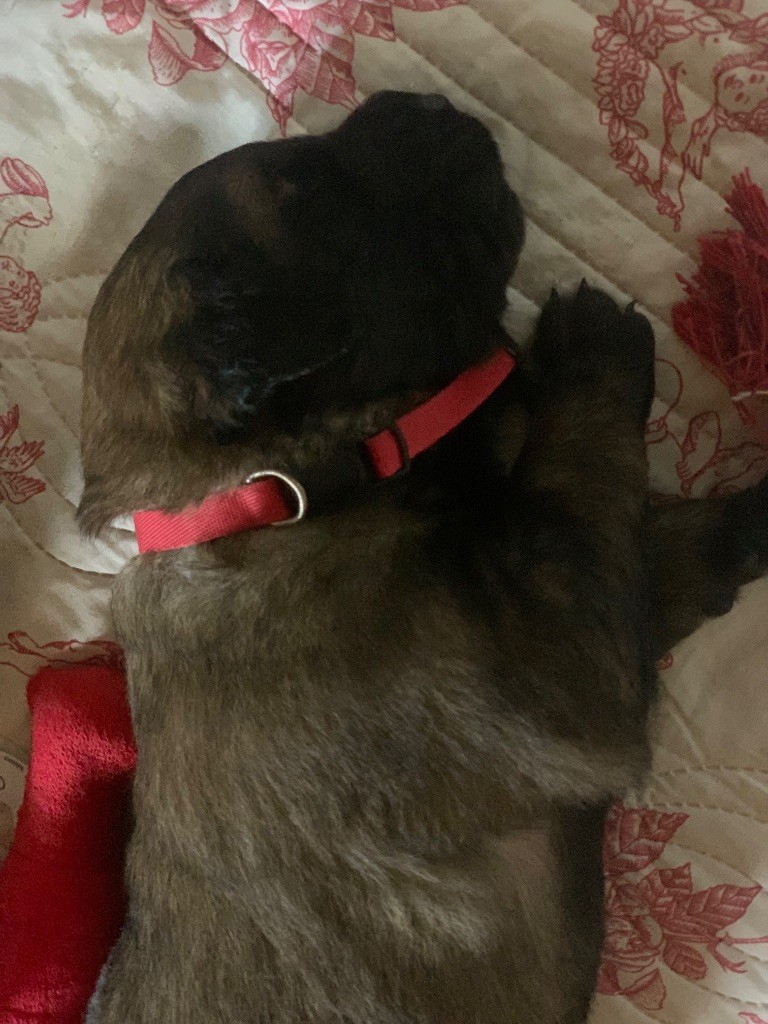 De La Hurle Au Vent - Chiots disponibles - Leonberger