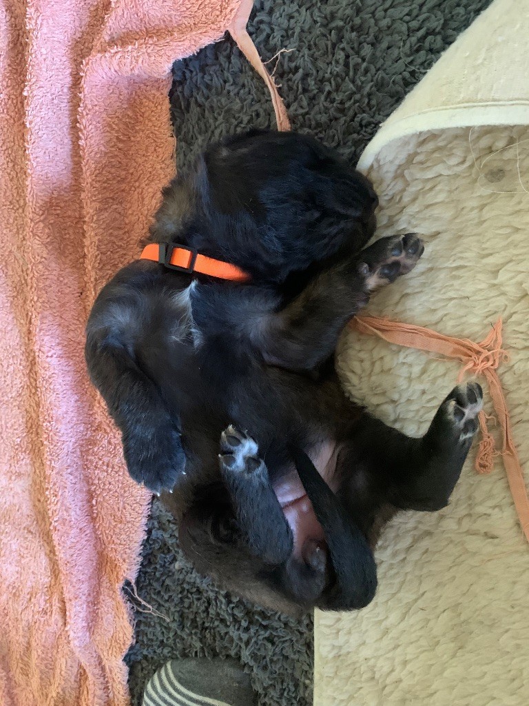 De La Hurle Au Vent - Chiots disponibles - Leonberger